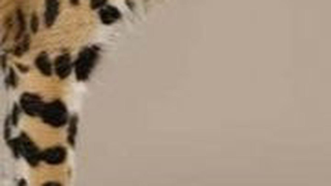Kenalan dengan Marco, Si Kucing Serval Langka di Taman Safari Indonesia yang Menggemaskan