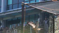 Pelepasliaran Elang Jawa di Kawasan SEGS, Langkah Konservasi untuk Masa Depan