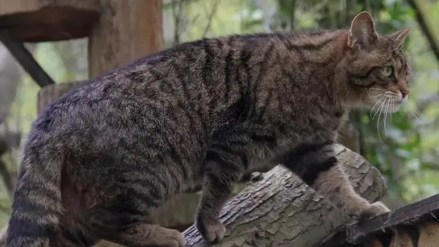 Kucing Devon Tiger