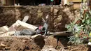 Sepeda motor terperosok ke dalam tanah yang ambles akibat gempa di Desa Sarampad, Kabupaten Cianjur, Jawa Barat, Selasa (22/11/2022). Kerusakan akibat gempa membuat kendaraan tidak bisa melintas untuk membawa bantuan bagi warga terdampak. (Liputan6.com/Herman Zakharia)