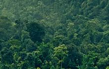 Sinar Laser Ungkap Kota Kuno Bangsa Maya Tersembunyi di Bawah Hutan, Ada Piramida dan Lapangan Bola