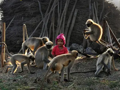 Dalam foto yang diambil 8 Desember 2017, Samarth Bangari (2) duduk di antara kumpulan monyet di sebuah ladang dekat rumahnya di Allapur, India. Karena perkawanan yang tak lazim itu, kini Bangari dijuluki sebagai Mowgli di dunia nyata (Manjunath KIRAN/AFP)