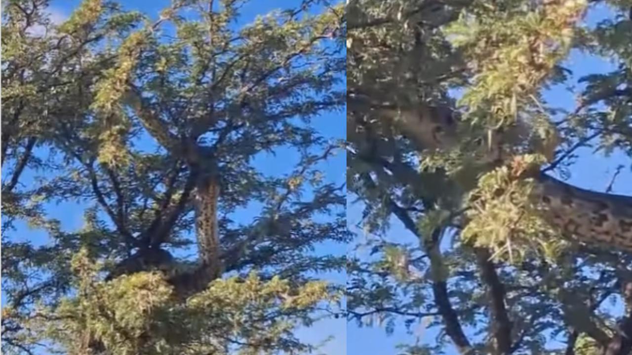 Mengenal Ular Piton Afrika, Ular Raksasa Berukuran Leher Jerapah yang Videonya Jadi Sorotan di Media Sosial