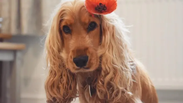 Punya Rambut Panjang Seperti Manusia, Anjing Ini Sering Dikira Pakai Wig