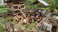 7 Ide Usaha Ternak Ayam Pedaging Cepat Panen yang Menguntungkan, Raih Cuan Maksimal