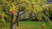 9 Pohon Buah yang Cocok untuk Halaman Depan Menghadap Timur, Mudah Dirawat