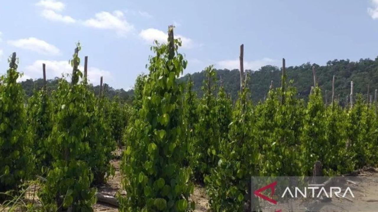 Karantina Babel Kawal Ekspor Lada Putih, Genjot Minat Petani di Pasar Global