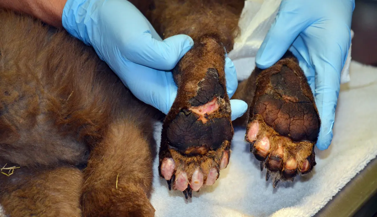 Kondisi kaki bayi beruang yang menjadi korban kebakaran hutan dirawat di Del Norte, Colorado, Amerika Serikat, Rabu (27/6). Bayi beruang diperkirakan akan pulih dan dikembalikan ke alam liar. (Joe Lewandowski/ Colorado Parks and Wildlife via AP)