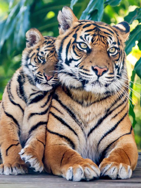 Gambar yang dirilis pada 29 Juli 2019 menunjukkan harimau Sumatera, Kartika dengan satu dari tiga anaknya yang berumur tujuh bulan, di Kebun Binatang Taronga, Sydney. Kerusakan habitat dan perburuan merupakan alasan utama langkanya harimau Sumatera ini. (RICK STEVENS/ARONGA ZOO/AFP)