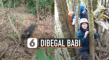 Rombongan pendaki di Gunung Cikuray, Garut, Jawa Barat dibuat panik oleh seekor babi.