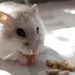 Hamster kocak ini bisa banget aktingnya. Gemes, deh.