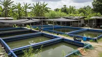 7 Jenis Tanaman Air untuk Kolam Terpal: Bikin Kolam Ikan Sehat dan Estetik