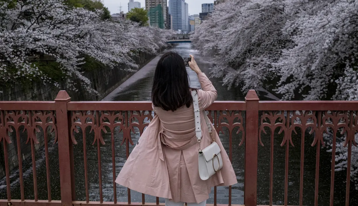 Seorang wanita yang mengenakan masker pelindung untuk membantu mengekang penyebaran virus corona mengambil foto selfie di jembatan saat bunga sakura mekar di atas Sungai Meguro di Tokyo, Minggu (28/3/2021). (AP Photo/Kiichiro Sato)