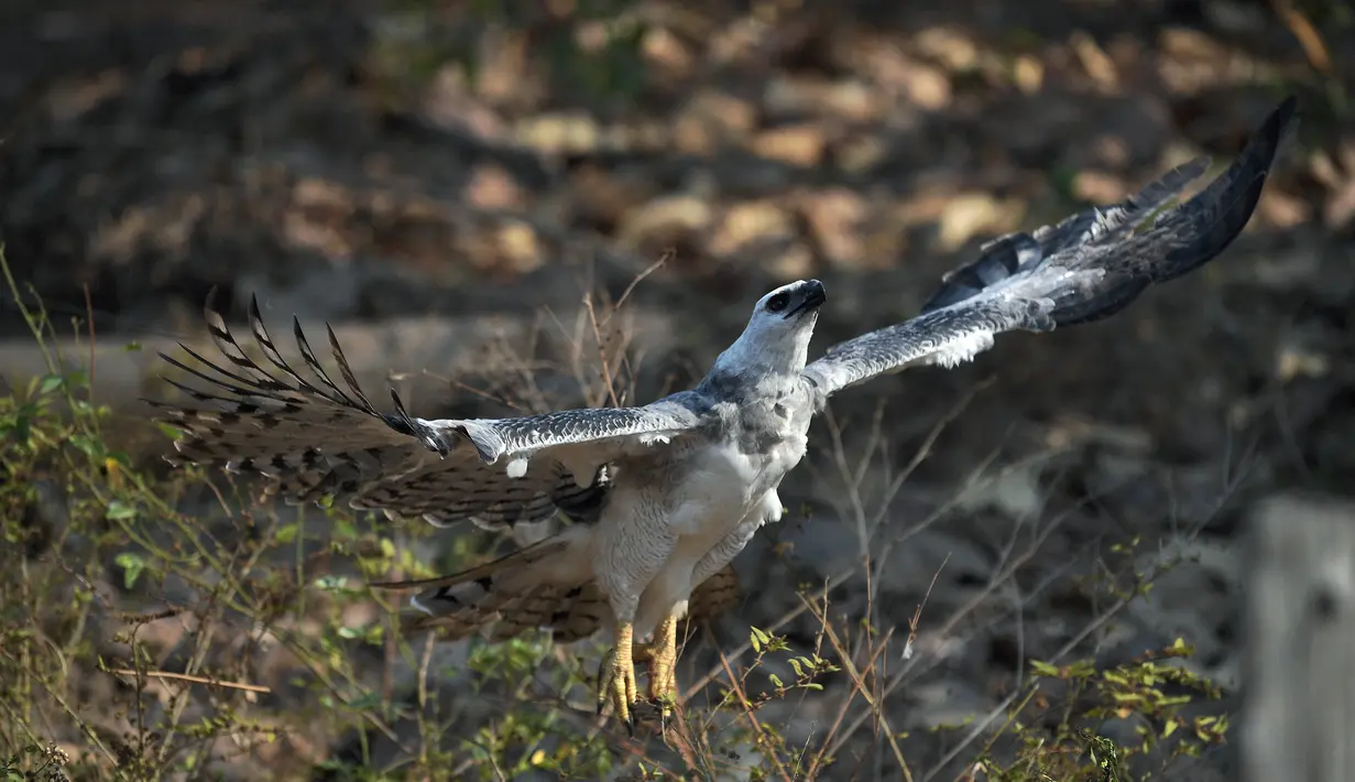Mark, elang Harpy liar yang diberi makan oleh pemandu yang bekerja untuk South Wild Safaris di Fazenda Nicolau, yang dikelola oleh LSM hutan karbon yang terkait dengan perusahaan Prancis Peugeot, terlihat di Alta Floresta, Mato Grosso, Brasil, pada 28 Agustus 2021. (AFP/Carl De Souza)