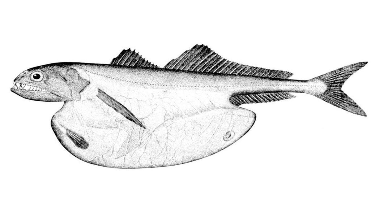 Blackswallower