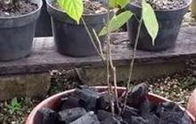 Mengenal Daun Sengkubak, Penyedap Rasa Alami dari Kalimantan yang Kaya Khasiat