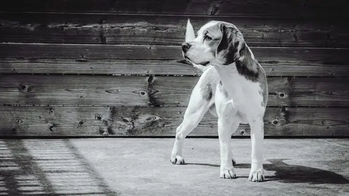 copyright pexels.com/Michelle Yorke