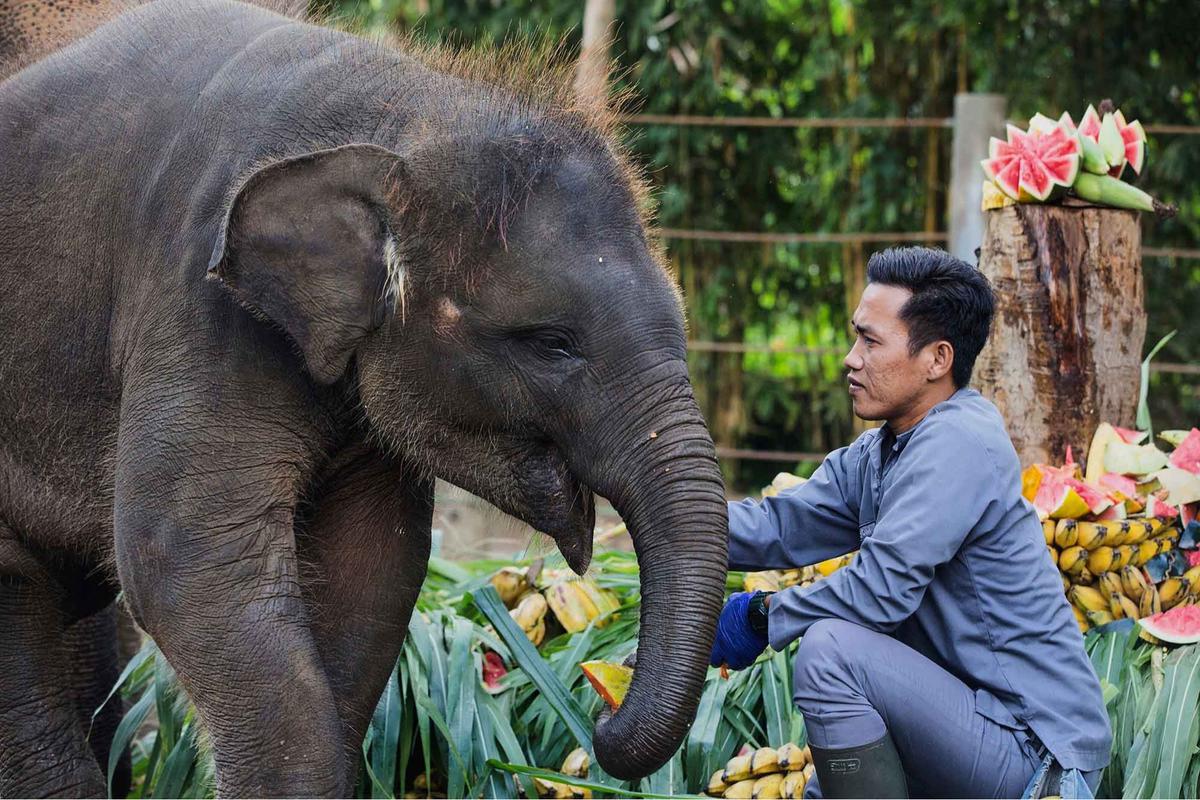 FOTO: Pesta Buah untuk Nurhayati dan Kama di Hari Gajah Sedunia