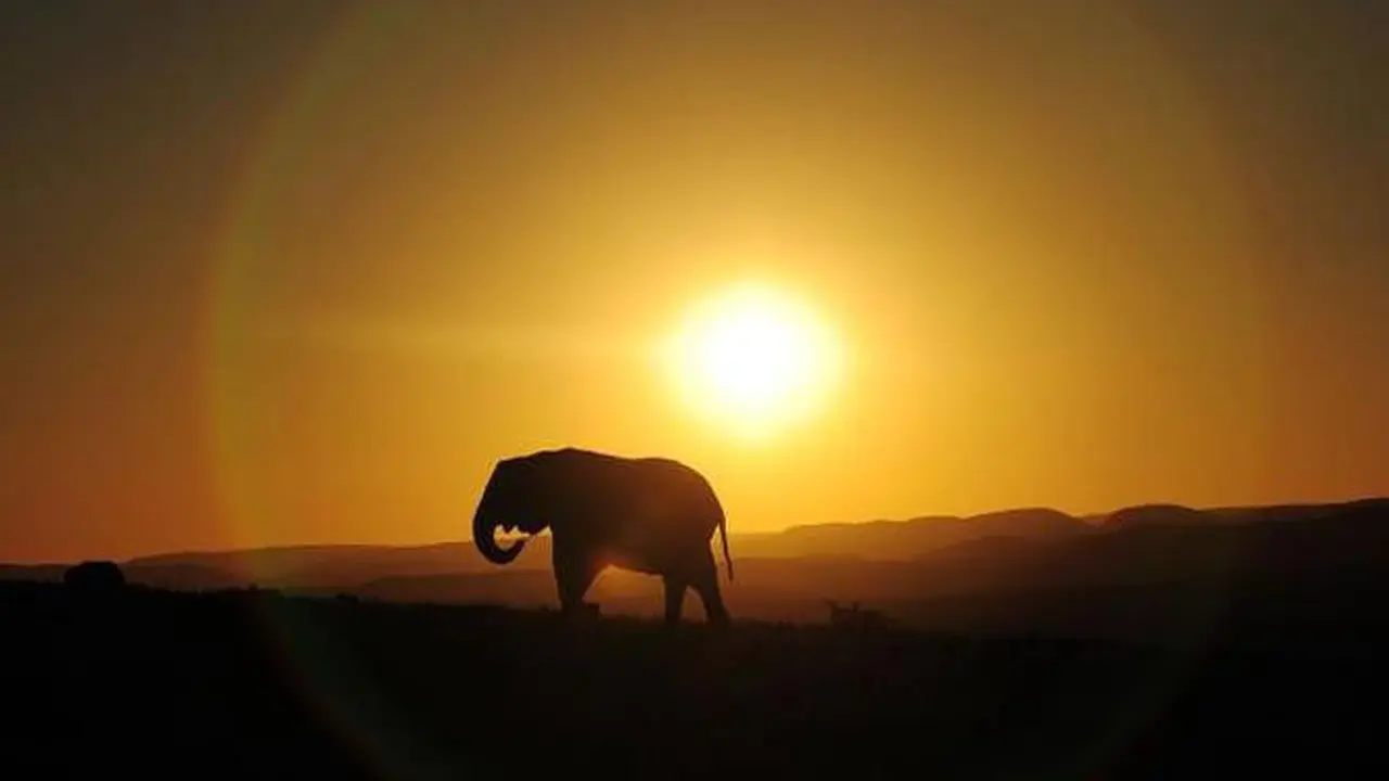Mengerikan, Dua Wisatawan Terbunuh Oleh Seekor Gajah