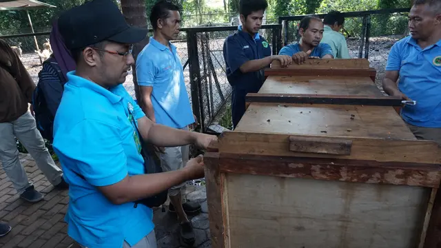 Petugas memasukkan rusa timorensis ke dalam kandang persiapan.