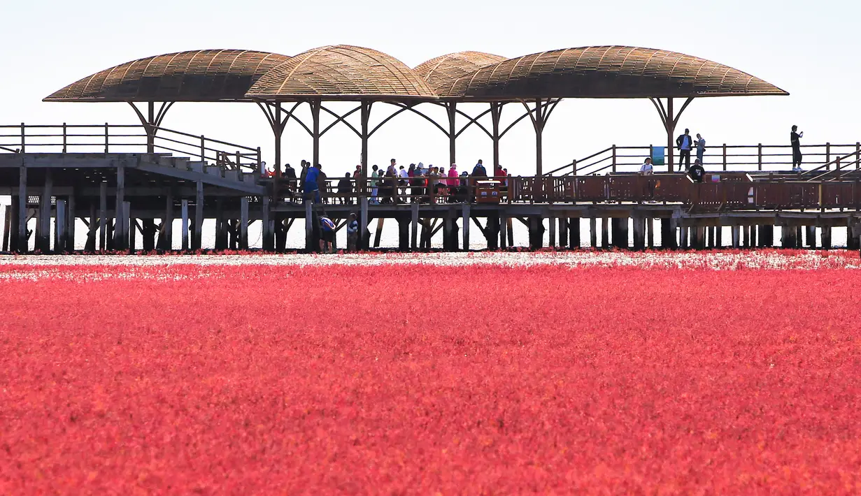 Orang-orang mengunjungi Pantai Merah di Panjin, provinsi Liaoning timur laut China (27/8/2021). Ada sekitar 100 varietas seepweed yang tumbuh di lahan basah pasang surut di dunia. Tetapi tanaman Suaeda yang tumbuh di Panjin merupakan spesies yang unik. (AFP/STR)