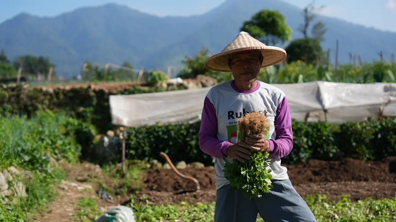 Program MBG Dongkrak Ekonomi Petani Sayur Cipanas