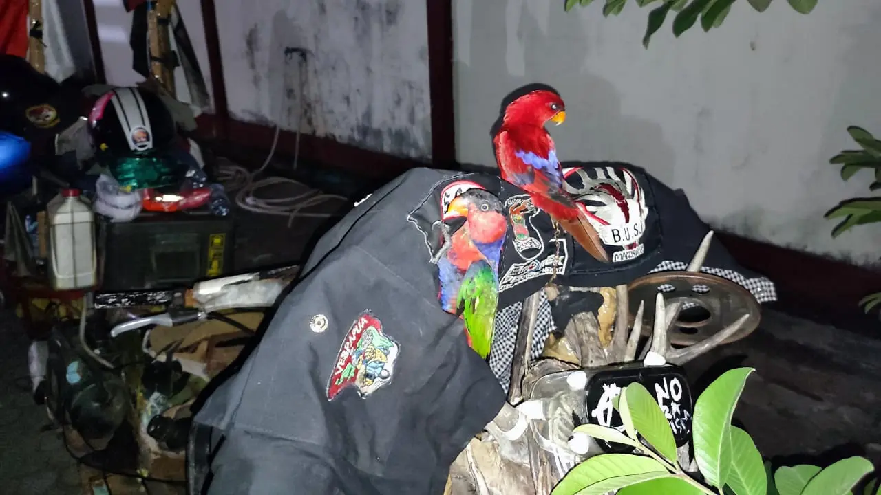 Satwa dilindungi dan sejumlah tanduk rusa yang berhasil diamankan Karantina Pertanian Manado.