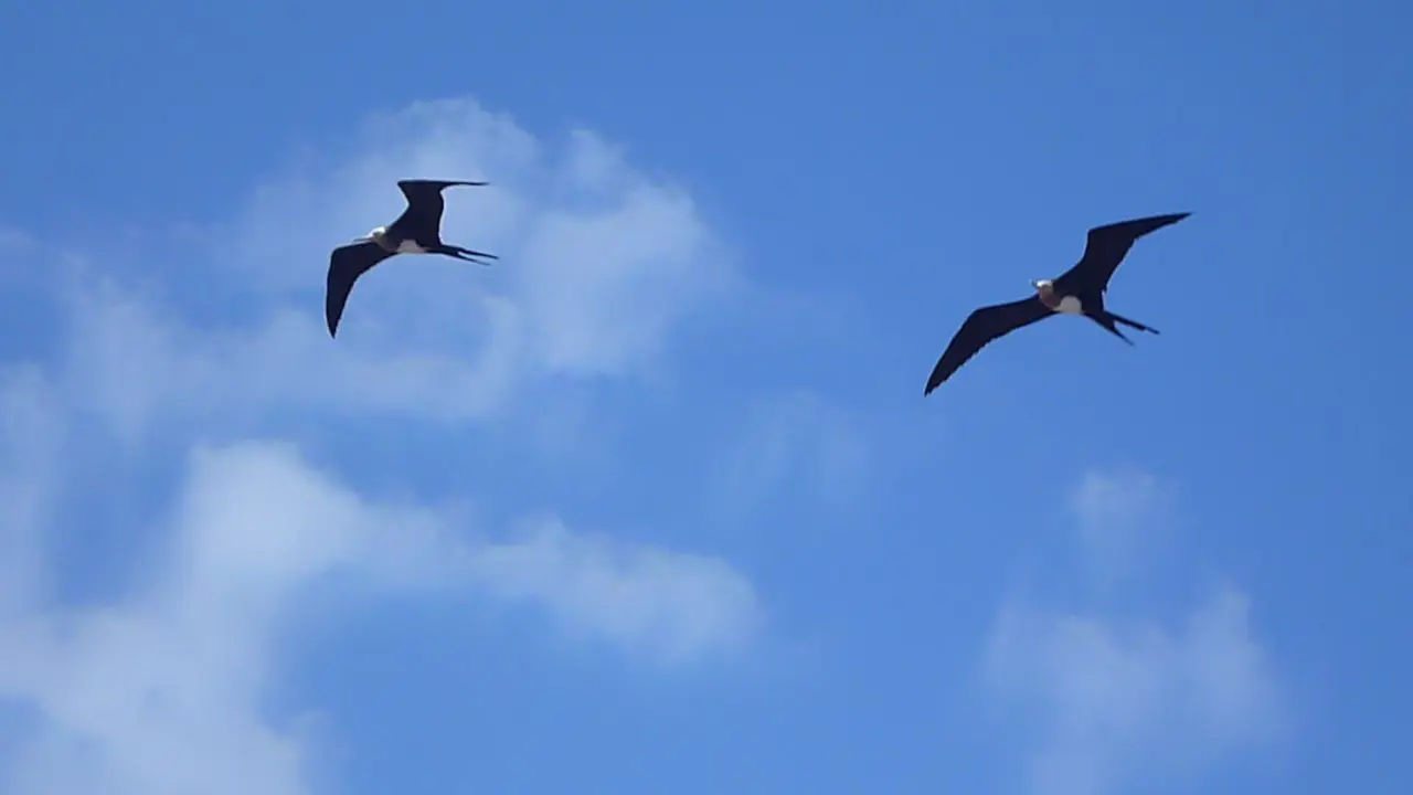 [Bintang] Burung Cikalang