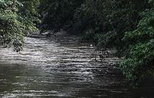 Gerombolan Makhluk Kecil Penunggu Kali Ciliwung Serang Permukiman di Depok, Warga Ada yang Digigit
