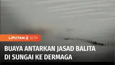 Video seekor buaya liar mendorong jasad seorang balita di sungai, dan mengantarkan hingga ke dermaga, menggegerkan warga di Muara Jawa, Kutai Kartanegara, Kalimantan Timur. Buaya meninggalkan jasad bocah, yang sebelumnya dilaporkan menghilang selama ...