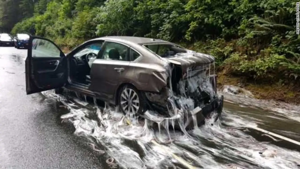 Belut tumpah di jalanan Oregon, Amerika Serikat. (Oregon State Police)