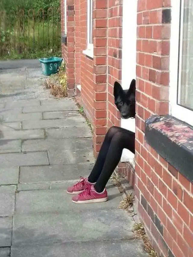 6 Potret Ilusi Optik Orang Berkepala Anjing Ini Bikin Mikir