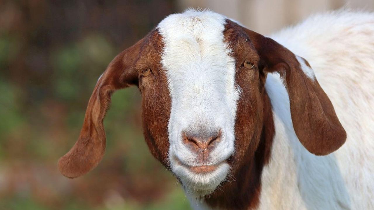 Syarat Kambing Kurban