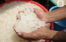Cara Konsumsi Kolang-kaling untuk Mengatasi Masalah Kolesterol dan Gula Darah