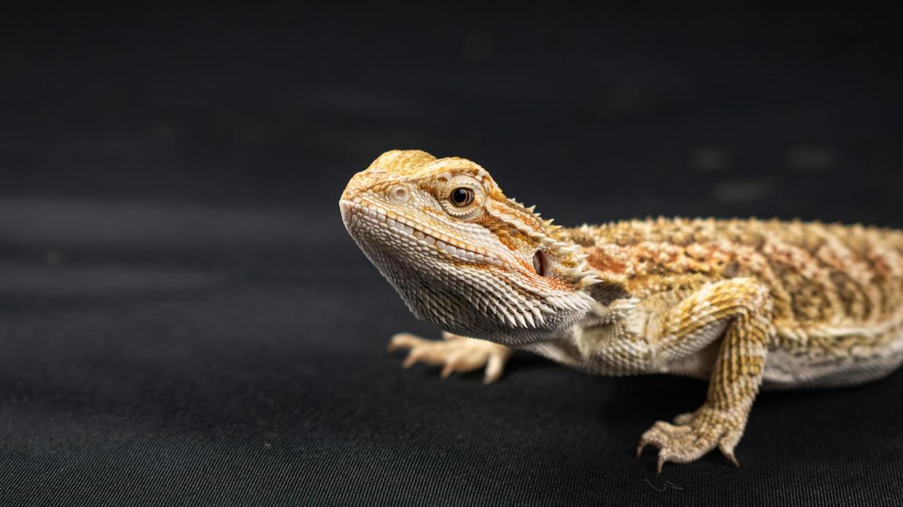 Bearded Dragon