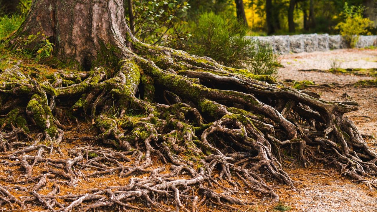 Ilustrasi akar pohon