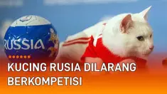 Dunia sepertinya benar-benar mengisolasi Rusia akibat serangan ke Ukraina. Setelah Rusia dihujani sanksi ekonomi dan olahraga, muncul sanksi bagi hewan Rusia. Kucing Rusia dilarang tampil di pertunjukan internasional.