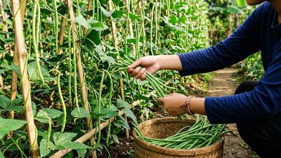 7 Cara Menanam Kacang Panjang dari Biji, Panduan Praktis untuk Hasil Panen Melimpah