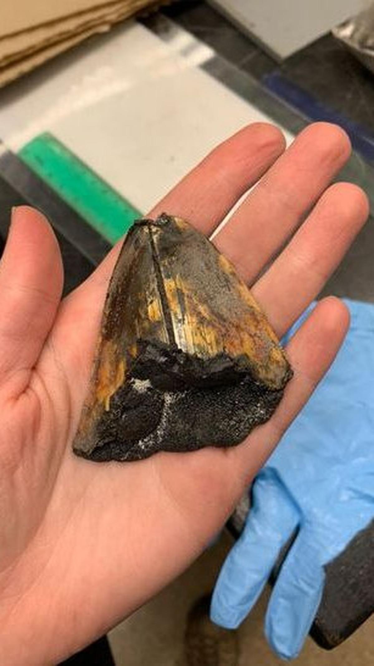 4. Pengetahuan Baru Mengenai Distribusi Megalodon<br>