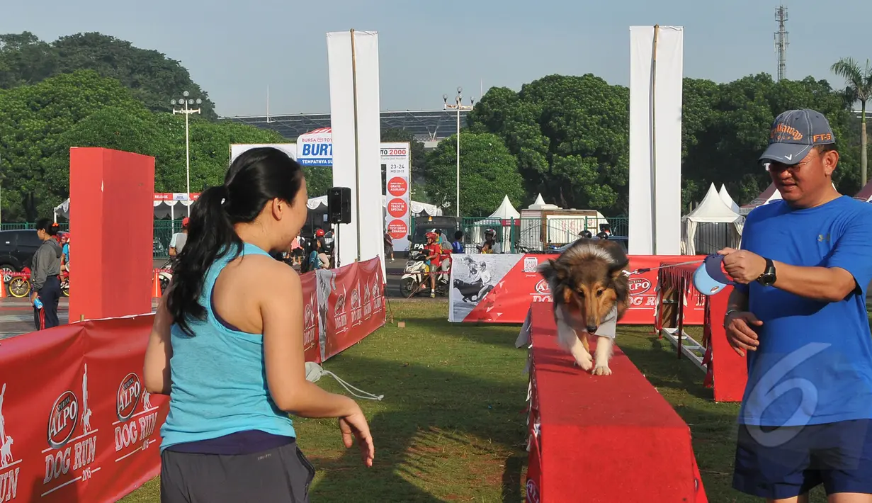 Seekor anjing sedang mengikuti acara Purina Alpo Dog Run 2015 di Lapangan Parkir Timur Senayan, Jakarta, Minggu (24/5/2015). Acara tersebut dimanfaatkan para pemilik anjing untuk berbagi informasi. (Liputan6.com/Herman Zakharia)