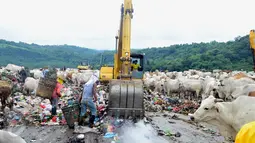 Petugas menggunakan alat berat untuk mengeruk sampah di TPA Jatibarang, Semarang, Rabu (10/2/2016). Ribuan sapi terlihat memadati kawasan tersebut untuk mencari makan. (Foto: Gholib)