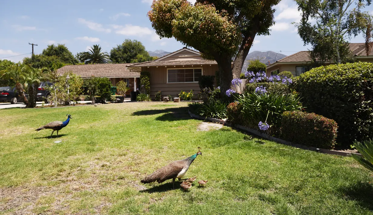 Burung merak berjalan di halaman rumput di Arcadia, California, Selasa (8/6/2021). Dewan Pengawas Los Angeles County sedang mempersiapkan pemungutan suara tentang peraturan yang melarang memberi makan merak secara sengaja dengan denda $1000 atau enam bulan penjara. (Mario Tama/Getty Images/AFP)