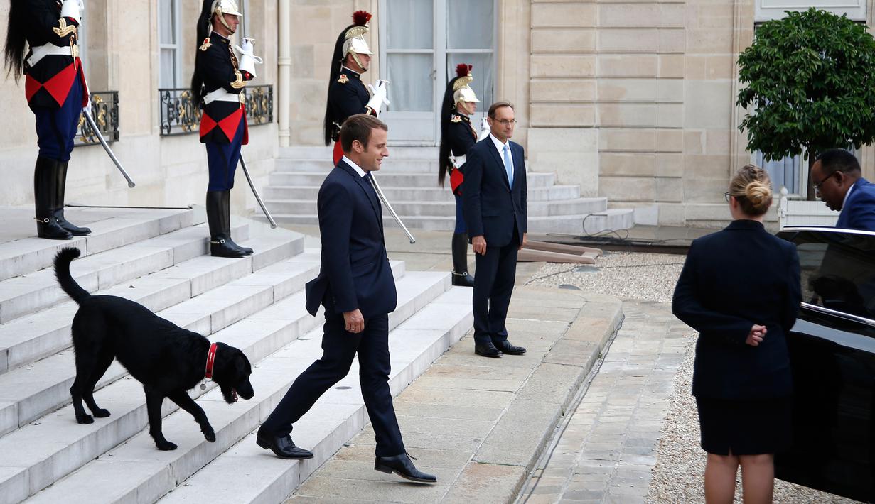 Presiden Prancis Emmanuel Macron bersama anjingnya bernama Nemo saat menyambut tamu di Istana Elyses, Paris, Prancis (28/8). Nemo adalah anjing Labrador salah satu dari beberapa jenis anjing pemungut buruan. (AP Photo / Francois Mori)