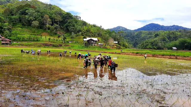 Petani padi di kawasan Krayan, Kabupaten Nunukan