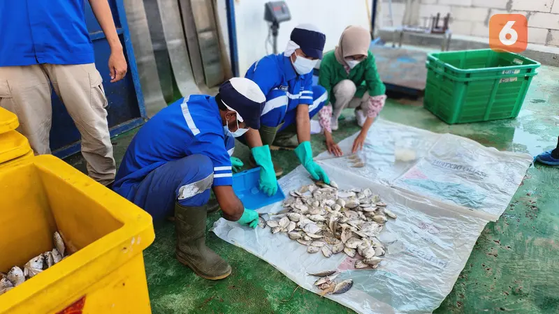 Proses Pembuatan Susu Ikan Berbahan Dasar Ikan Petek (Foto: Ade Nasihudin Al Ansori/Liputan6.com)