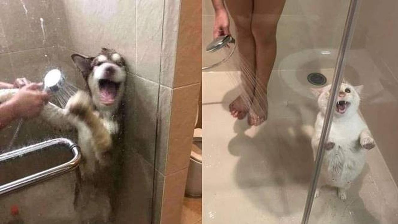 Sambil Berontak, Ini 7 Potret Hewan Peliharaan Saat Dimandikan yang Kocak