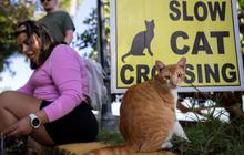 FOTO: Potret Ratusan Kucing Lucu di Distrik Bersejarah Puerto Rico, Menyenangkan di Mata Warga, Namun Dinilai Mengganggu oleh Pemerintah