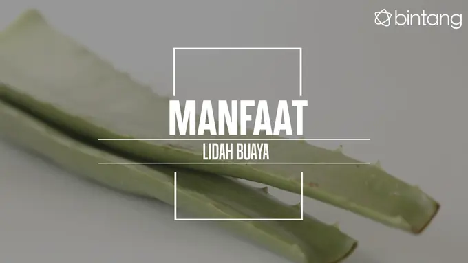 Manfaat lidah buaya yang harus kamu tahu. (Foto: Daniel Kampua, Digital Imaging: Nurman Abdul Hakim/Bintang.com)