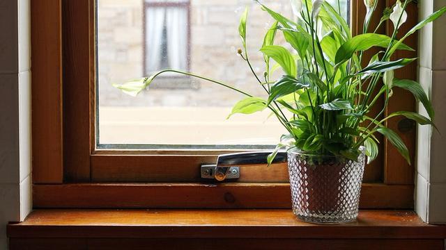 9 Tanaman Hias Indoor Pembersih Udara Kamar Tidur, Mudah Dirawat