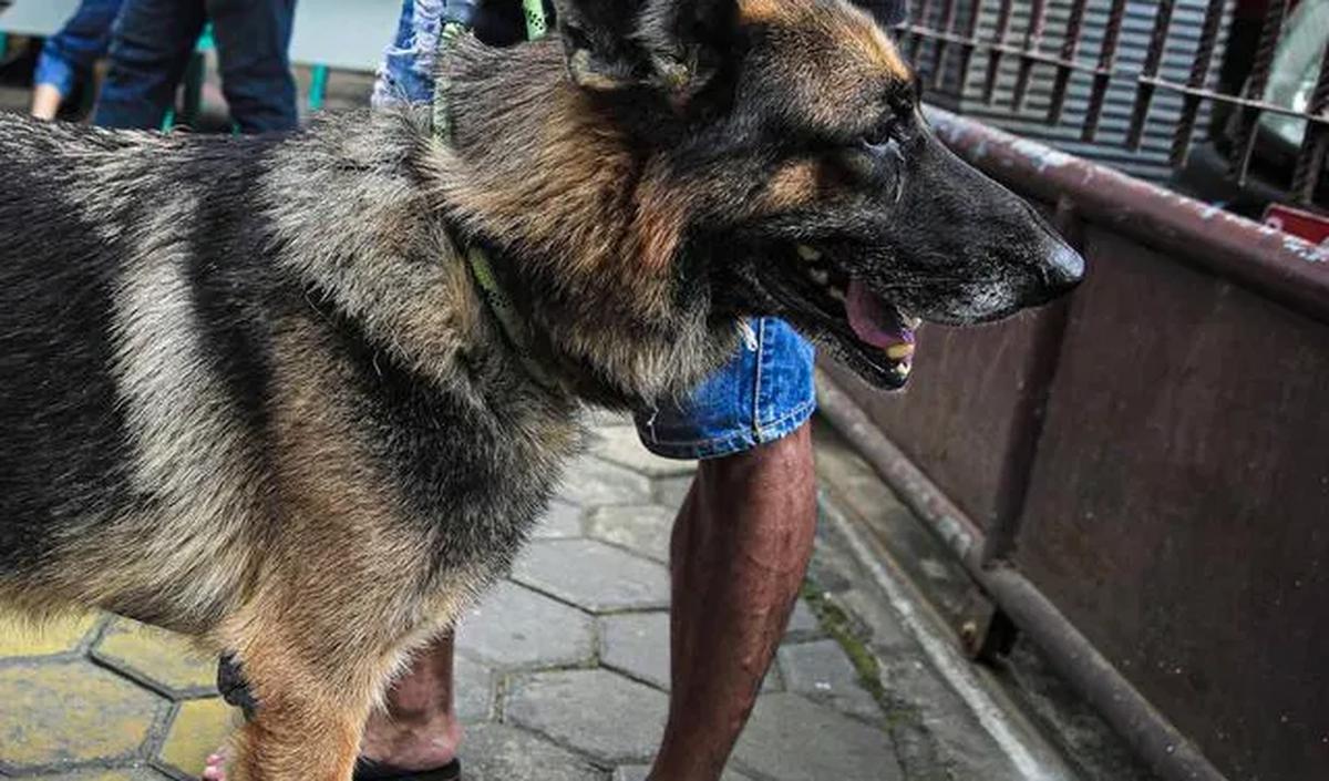 Pasca kejadian tersebut, Wardan langsung meminta Dinas Tanaman Pangan, Hortikultura dan Peternakan Pemkab Inhil dan Dinas Kesehatan untuk dapat bergerak cepat melaksanakan vaksinasi. Dia juga berharap kerja sama TNI Polri dalam mengedukasi masyarakat soal